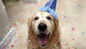 Jak rozpoznat deprese od svého psa